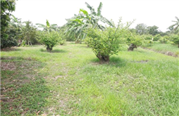 Sang nhượng trang trại 12300m2 tại Quán Trang, An Lão, Hải Phòng 